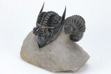 Zlichovaspis Trilobite With Reedops - Atchana, Morocco #210283-1
